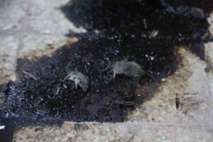 Kilis'te yapılan denetimlerde, merdiven altı üretim yapan bir bakkala 105