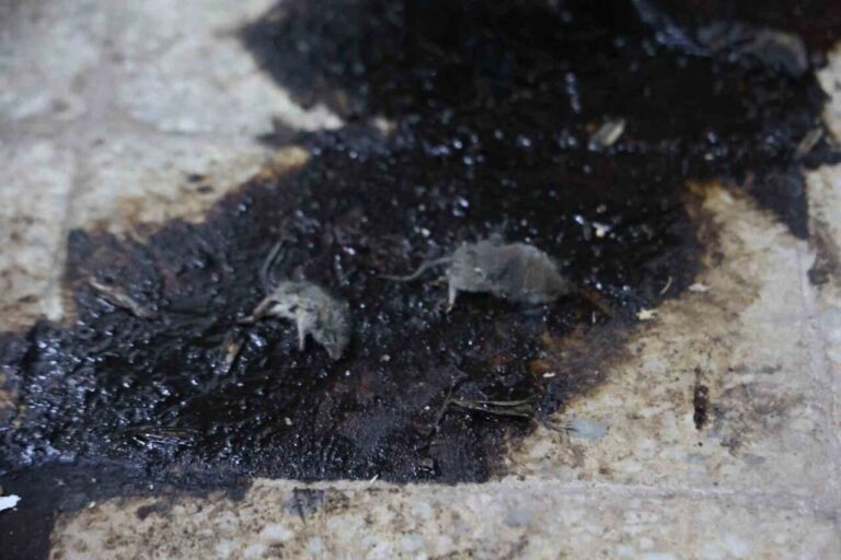 Kilis’teki Merdiven Altı İşletmeye Ciddi Para Cezası ve Suç Duyurusu Yapıldı