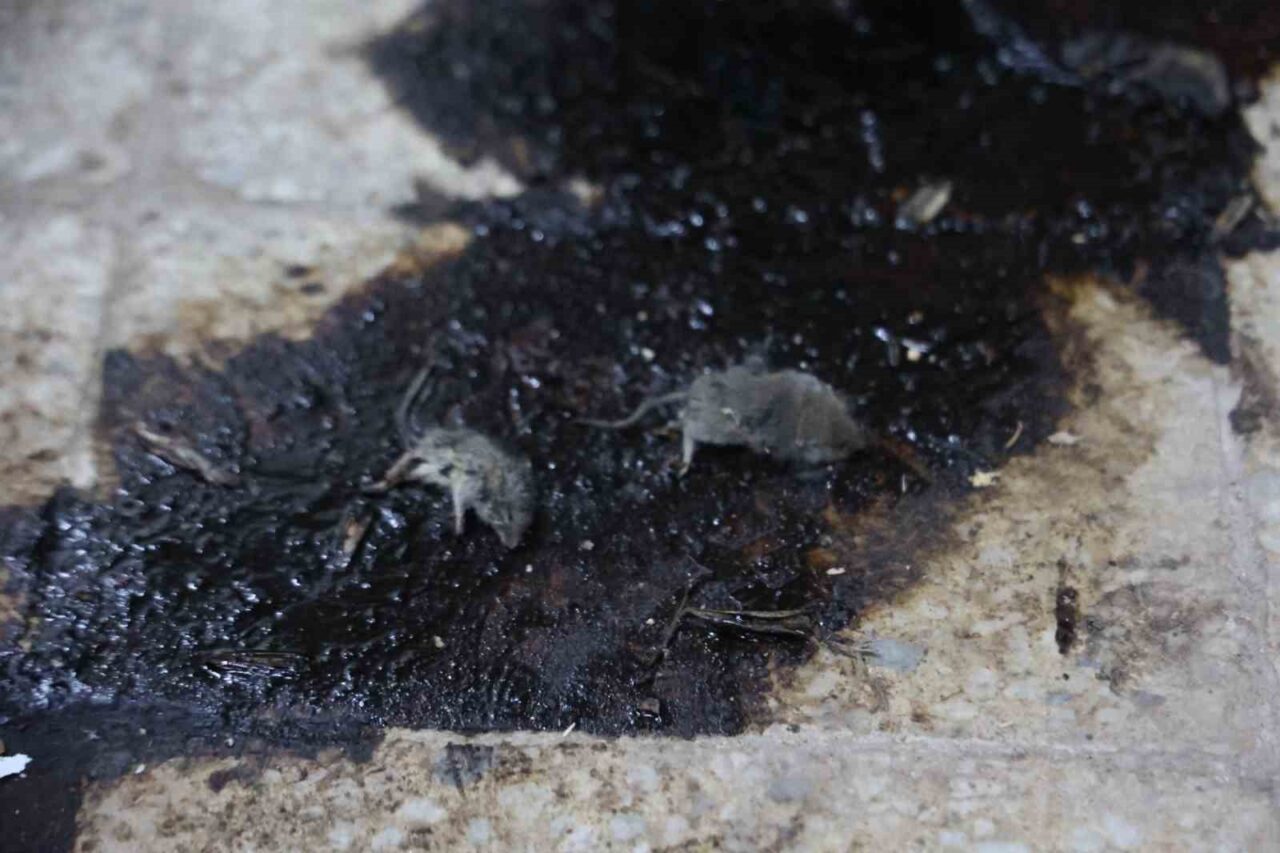 Kilis'te yapılan denetimlerde, merdiven altı üretim yapan bir bakkala 105