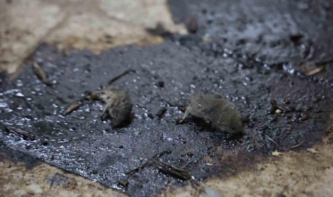 Kilis'te zabıta ve Tarım İl Müdürlüğü, Dereboyu Caddesi'nde gizli bir