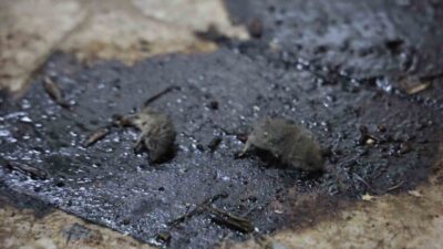 Kilis'te zabıta ve Tarım İl Müdürlüğü, Dereboyu Caddesi'nde gizli bir