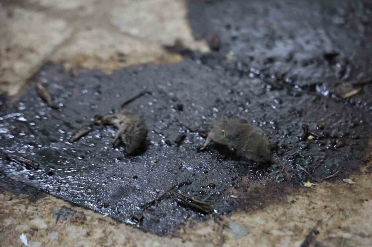 Kilis'te zabıta ve Tarım İl Müdürlüğü, Dereboyu Caddesi'nde gizli bir