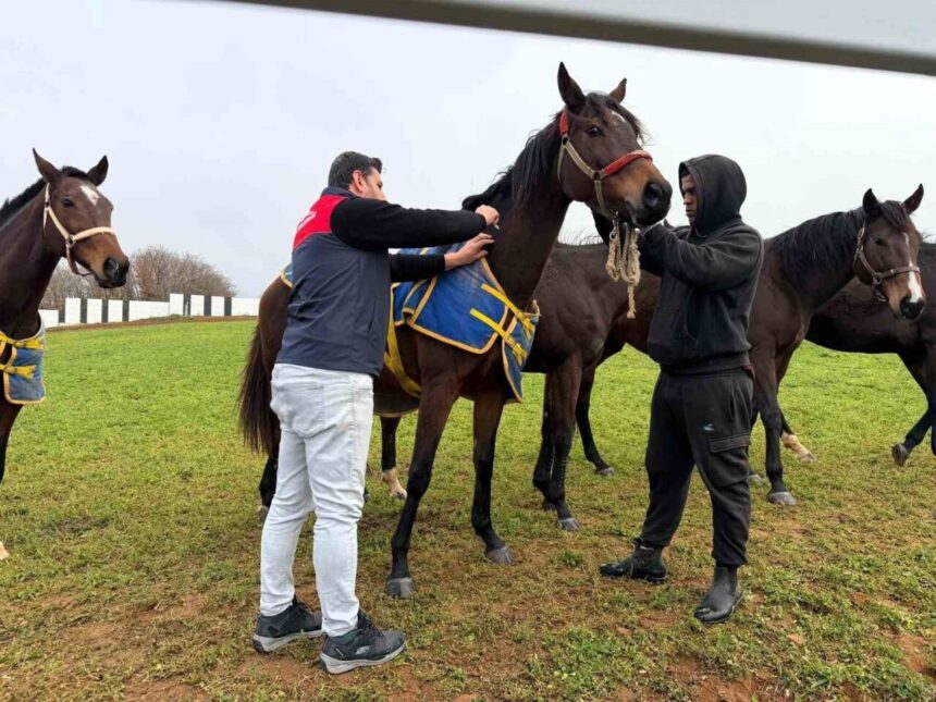 Kırklareli’nin Vize ilçesinde safkan atların sağlık kontrolleri ve aşılamaları gerçekleştirildi.