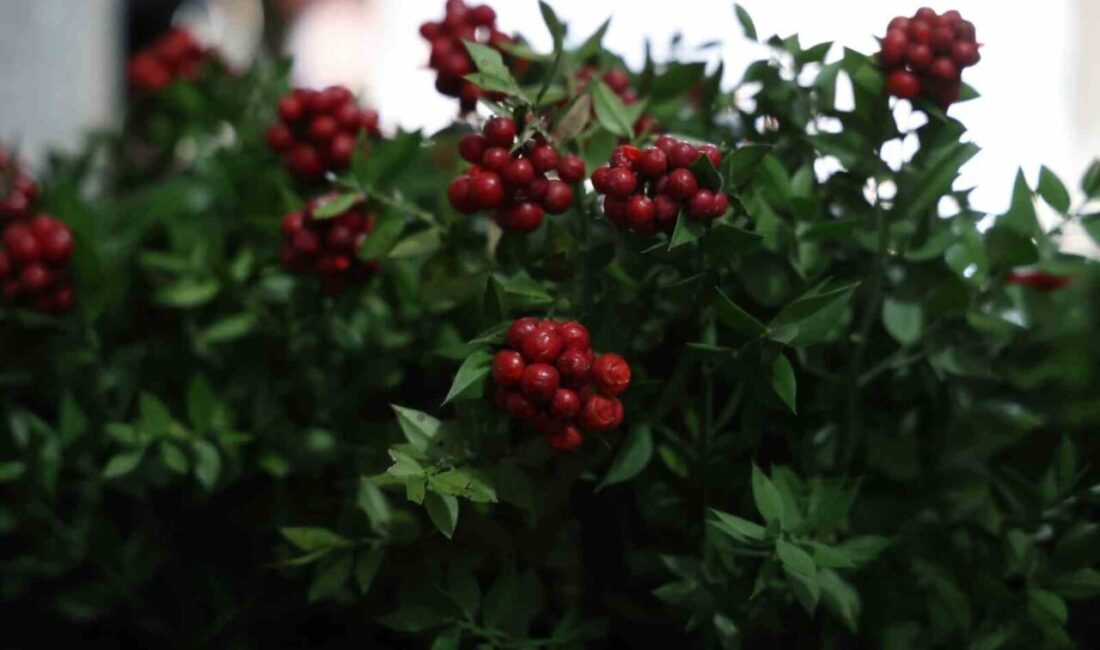Kırşehir’de Aralık Ayında Kokina Çiçeği Yılbaşı Alışverişlerinde Öne Çıkıyor Kırşehir'de aralık ayında en çok tercih edilen çiçek kokina oldu.