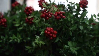 Kırşehir'de aralık ayında en çok tercih edilen çiçek kokina oldu.