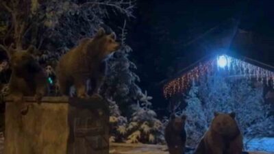 Bursa Uludağ'da bir anne ayı ve üç yavrusu, kar yağmasına