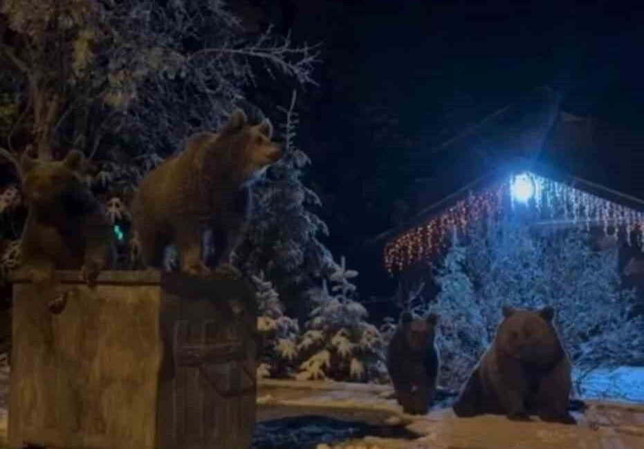 Uludağ’da Kış Uykusuna Geçmeyen Ayılar, Çöp Konteynerlerini Karıştırdı Bursa Uludağ'da bir anne ayı ve üç yavrusu, kar yağmasına