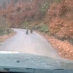 Yığılca’da Orman Personeli, 2 Yavru Ayıyı Kameraya Aldı