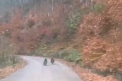 Yığılca’da Orman Personeli, 2 Yavru Ayıyı Kameraya Aldı