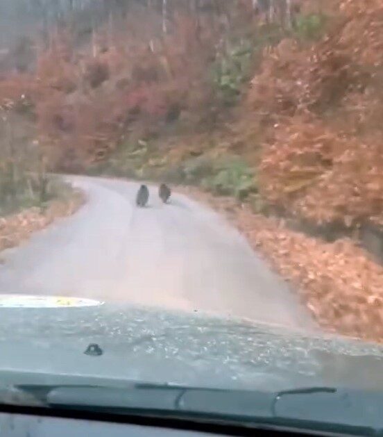 Yığılca’da Orman Personeli, 2 Yavru Ayıyı Kameraya Aldı