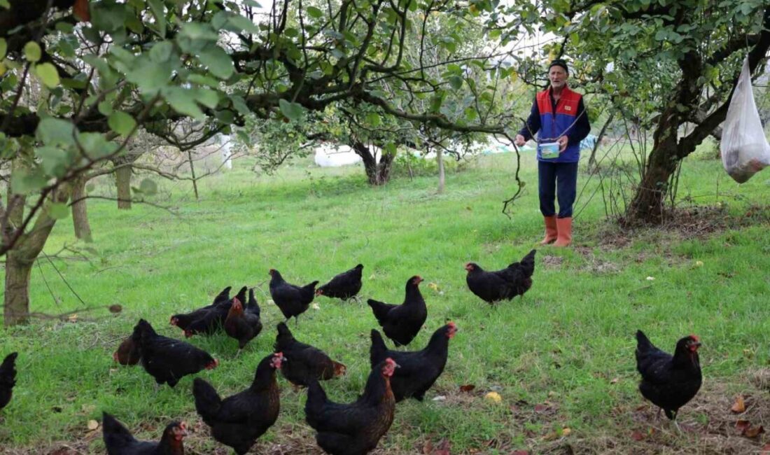 Kocaeli’de Yerli Üretimi Destekleyen Yüzde 50 Hibeli Tavuk Projesi Başarıyla Yürütülüyor Kocaeli’deki "Doğal Salma Yumurta Tavukçuluğu Projesi" ile çiftçilere bu yıl