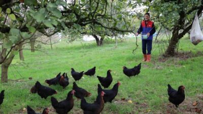 Kocaeli’deki "Doğal Salma Yumurta Tavukçuluğu Projesi" ile çiftçilere bu yıl