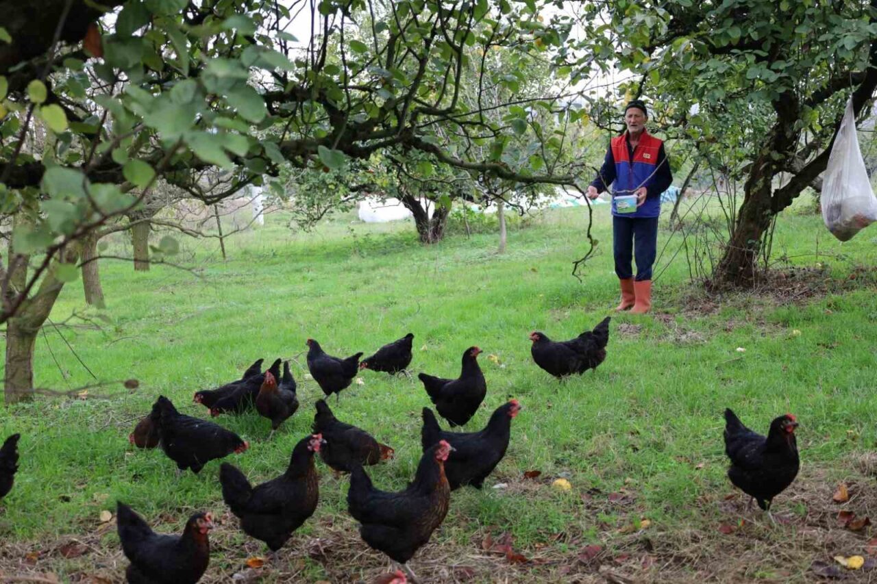 Kocaeli’deki "Doğal Salma Yumurta Tavukçuluğu Projesi" ile çiftçilere bu yıl