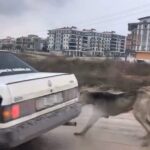 İnegöl’de sürücünün köpeği aracının arkasına bağlaması tepkilere yol açtı.