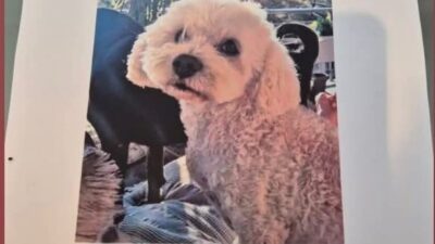 Didim'de kaybolan köpeği Alfie için yardım çağrısında bulunan İngiliz Gail