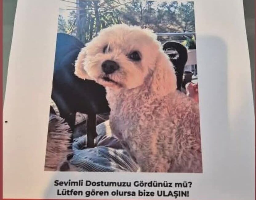 Didim'de kaybolan köpeği Alfie için yardım çağrısında bulunan İngiliz Gail