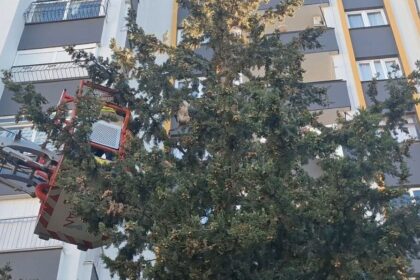 Adana’da Araya Giren Köpekten Kaçarak Ağaçta Mahsur Kalan Kedi İtfaiye Tarafından Kurtarıldı