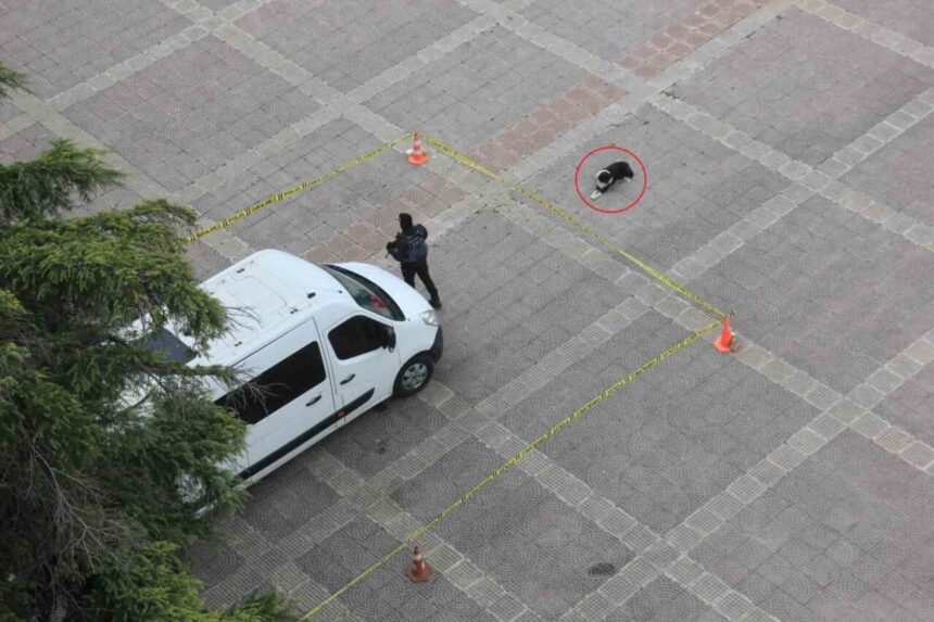 Samsun’da güvenlik şeridinin yanında bekleyen köpek, kurallara uyumu sembolize etti.