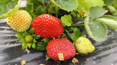 Manisa'nın Köprübaşı ilçesinde çilek üretimi dört mevsim sürüyor ve Aralık