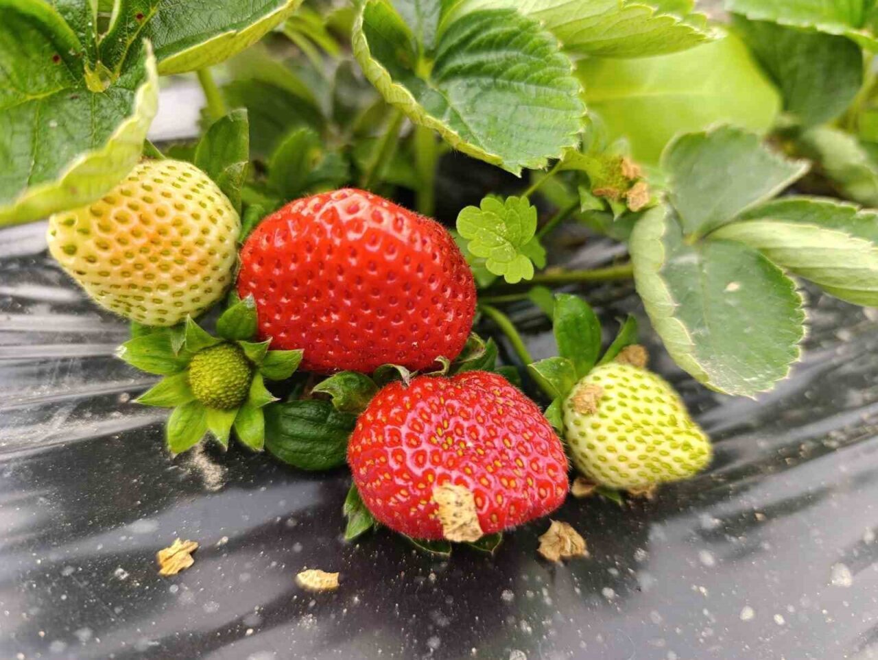 Manisa'nın Köprübaşı ilçesinde çilek üretimi dört mevsim sürüyor ve Aralık