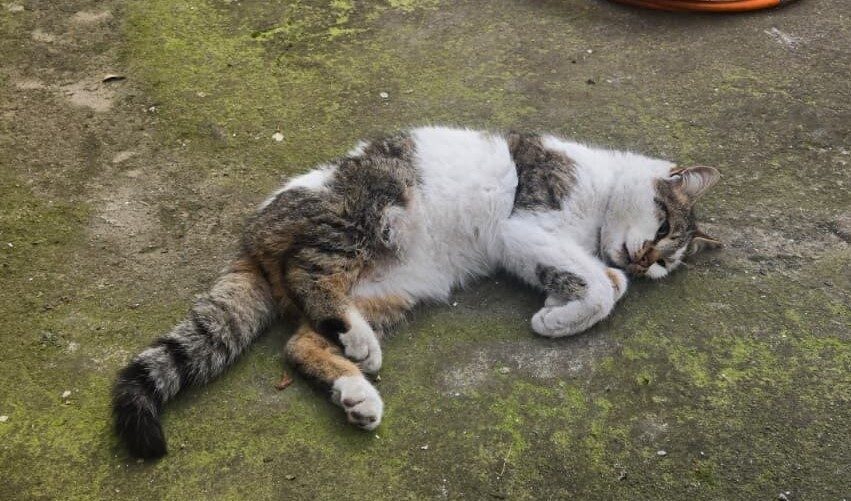 Merzifon’da demir korkuluğa sıkışan kedi, itfaiye ekipleri tarafından kurtarıldı.