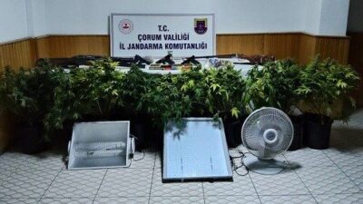 Çorum’da jandarma, bir köy evinin bahçesinde düzenlediği operasyonda 10 kök