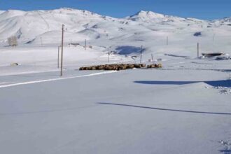 Şırnak’ta bir aile, dondurucu soğukta yaylada kalmayı sürdürüyor. Faraşin yaylasında hayvanlarına özen gösteriyorlar.