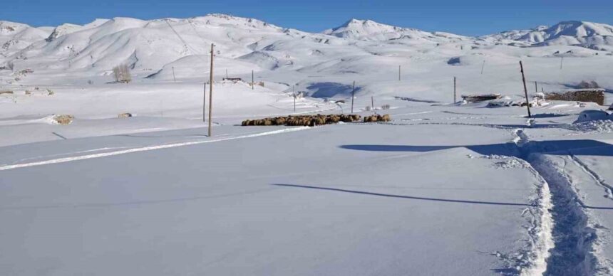 Şırnak’ta bir aile, dondurucu soğukta yaylada kalmayı sürdürüyor. Faraşin yaylasında hayvanlarına özen gösteriyorlar.