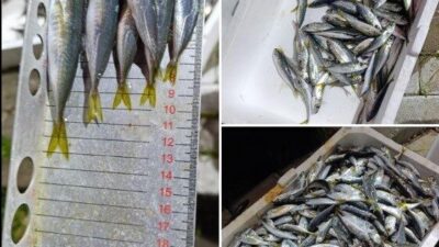 Bursa'da yapılan su ürünleri denetiminde, 33 kasa yasal boyutun altındaki