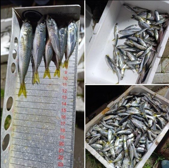 Bursa'da yapılan su ürünleri denetiminde, 33 kasa yasal boyutun altındaki