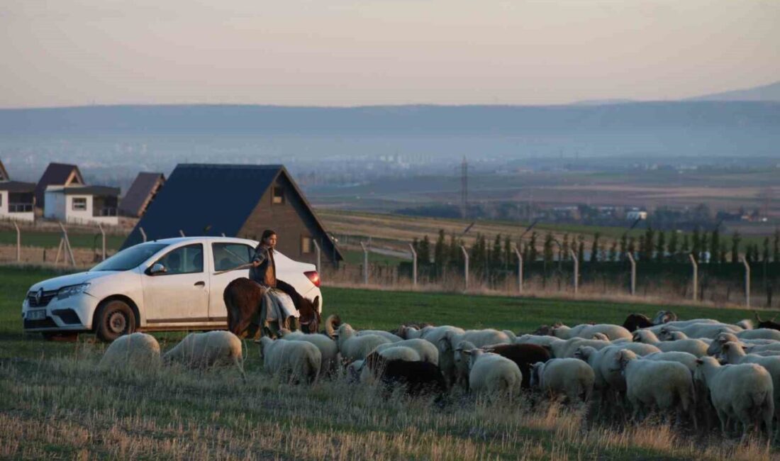 Eskişehir’de Küçük Yaşta Koyun Güden Ayşe Yaren, Veteriner Olma Hayali Peşinde Eskişehir'de küçükbaş hayvancılık yapan Ali Armağan'ın 9 yaşındaki kızı Ayşe