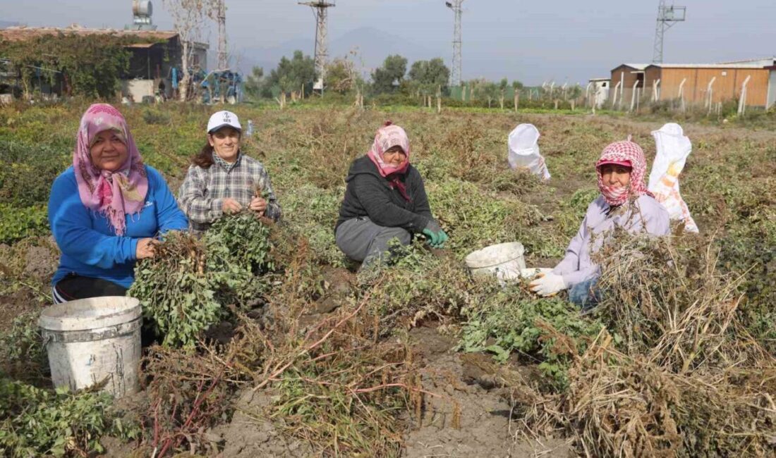 Kuraklık Sebebiyle Hatay’da Yer Fıstığı Rekoltesi Yarıya Düştü, Hasat Fiyatları Yükselişte Hatay'da yer fıstığı hasadı başladı ancak kuraklık nedeniyle verim yarı