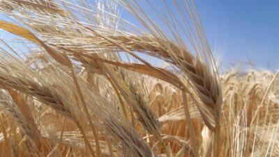 Toprak Mahsulleri Ofisi, Türkiye'de arpa ekiminin arttığını açıkladı. Özellikle Bursa,