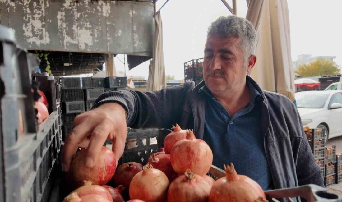 Kuraklık Siirt’in Ünlü Zivzik Narı Verimini Yarıya Düşürdü Siirt'teki Zivzik narı bu yıl kuraklık nedeniyle verim kaybı yaşadı.
