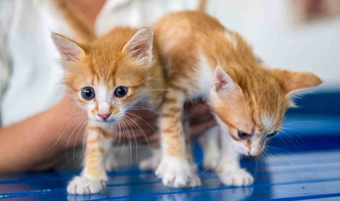 Kuşadası’nda Evcil Hayvan Sahiplerine Mikroçip Uygulaması Zorunlu Hale Geliyor Kuşadası Belediyesi Veteriner İşleri Müdürü Erdinç Toy, evcil hayvanların 31