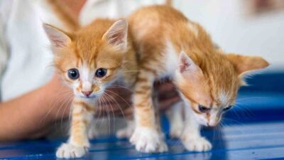 Kuşadası Belediyesi Veteriner İşleri Müdürü Erdinç Toy, evcil hayvanların 31