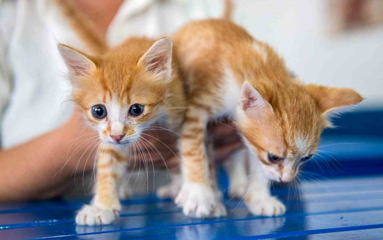 Kuşadası Belediyesi Veteriner İşleri Müdürü Erdinç Toy, evcil hayvanların 31