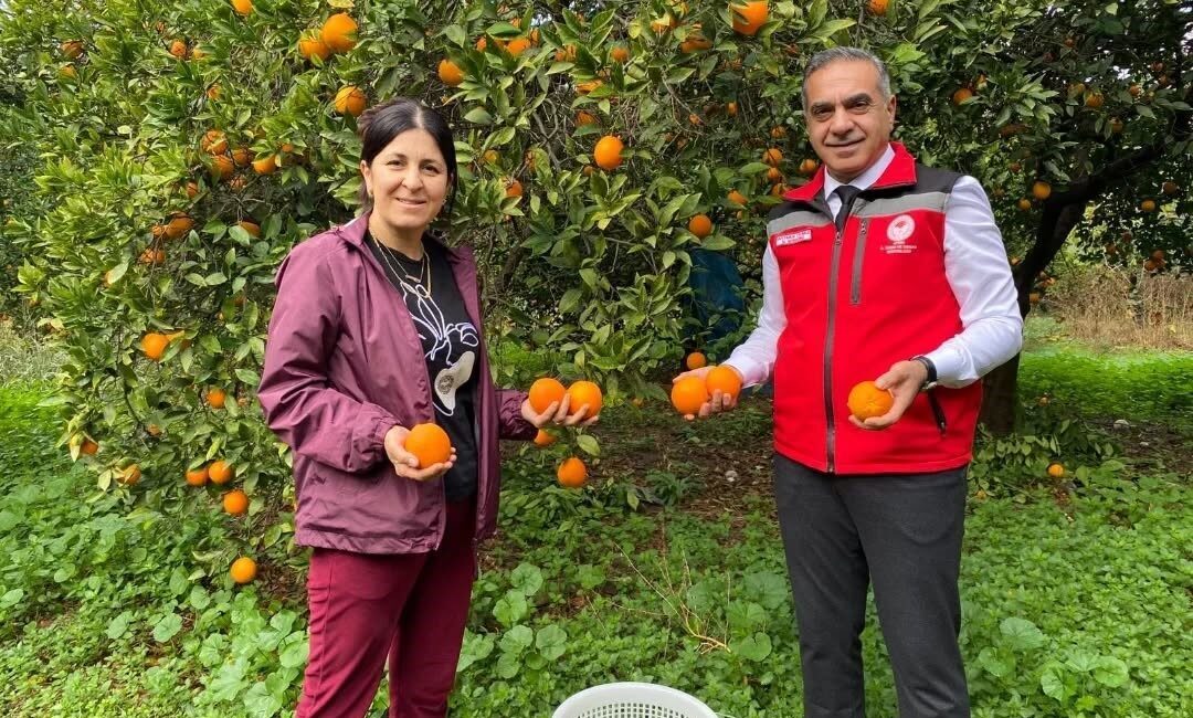 Aydın İl Tarım ve Orman Müdürlüğü, Kuyucak'ta portakal hasadında üreticilere