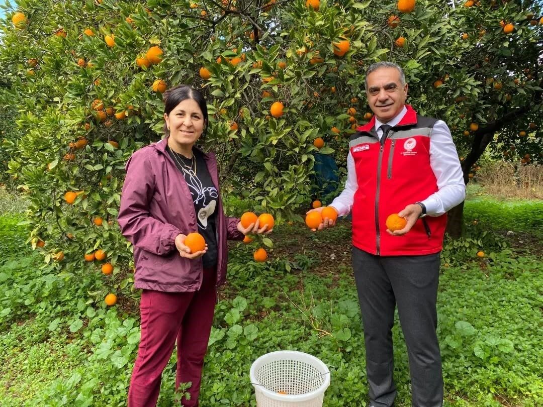 Aydın İl Tarım ve Orman Müdürlüğü, Kuyucak'ta portakal hasadında üreticilere