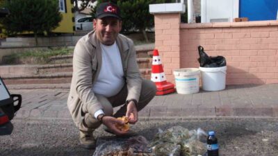Aydın'ın Bozdoğan ilçesinde doğal mantarların lezzeti dikkat çekerken, zehirli türlerin