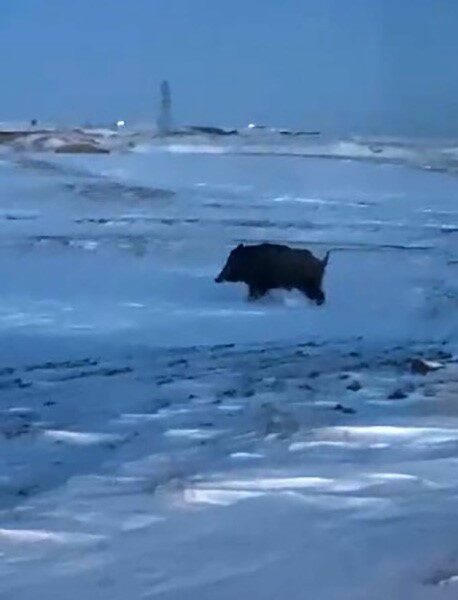 Bitlis’in Ahlat ilçesi Kırklar Mahallesi yakınlarında domuz tespit edildi.