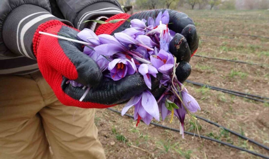 Battalgazi’de Emekli Muzaffer Akçin, Safran Üretiminde Rekor Fiyatlarla Pazar Yeri Açtı Malatya'nın Battalgazi ilçesinde safran üreticisi Muzaffer Akçin, safranın gramını 600