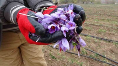 Muzaffer Akçin, Malatya'nın Battalgazi ilçesinde safran üretimi yaparak 600 TL'den