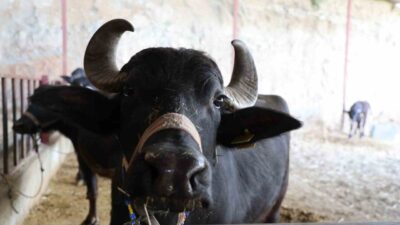 Aydın'ın Bozdoğan ilçesinde Ali ve Saniye İrge çifti tarafından yetiştirilen