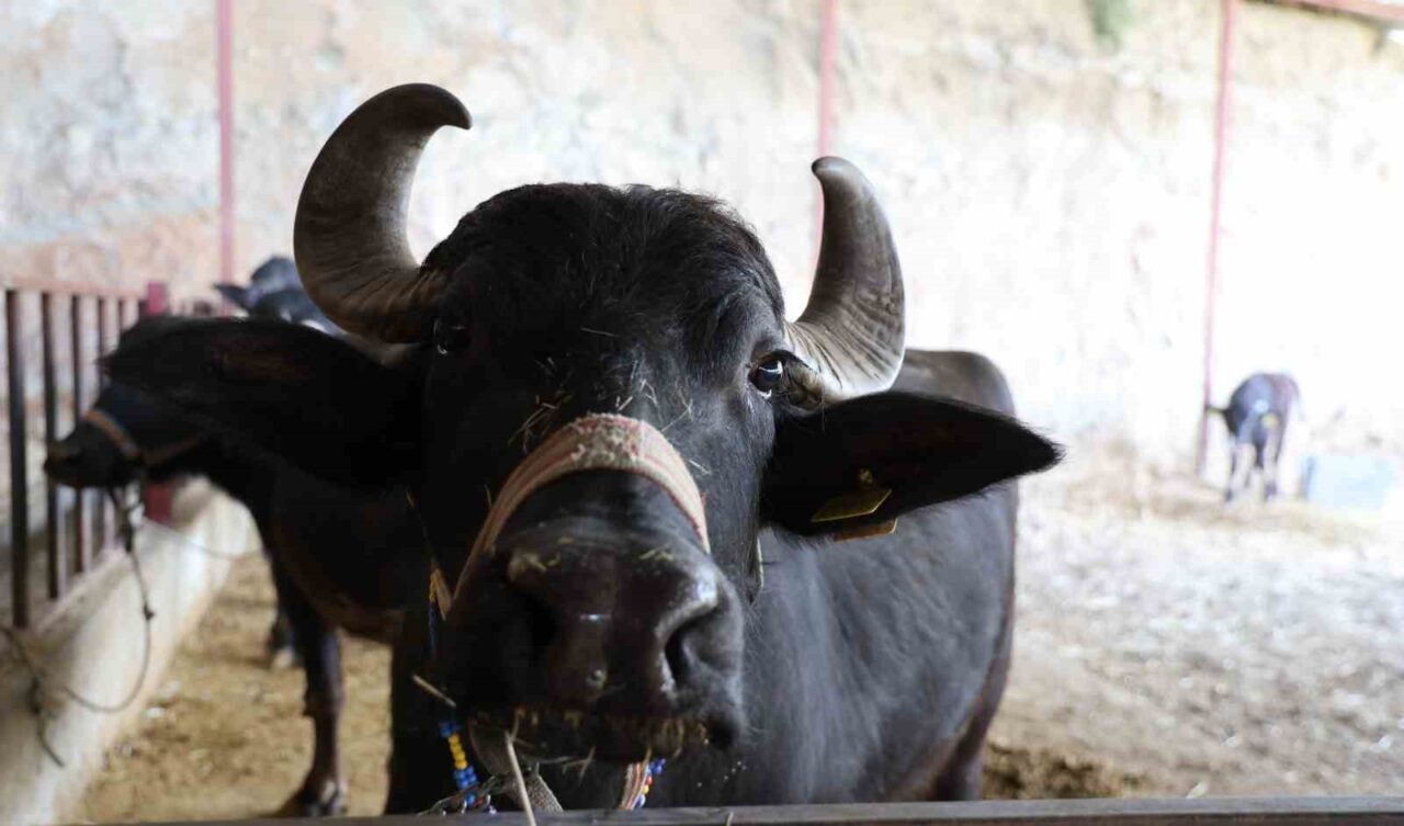 Aydın'ın Bozdoğan ilçesinde Ali ve Saniye İrge çifti tarafından yetiştirilen