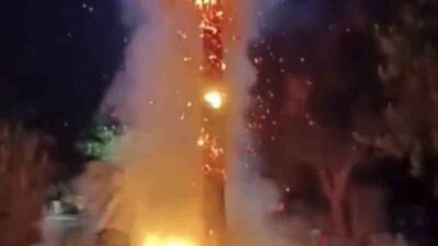 Mardin'in Kızıltepe ilçesinde, 15 yıllık bir palmiye ağacı, kimliği belirsiz