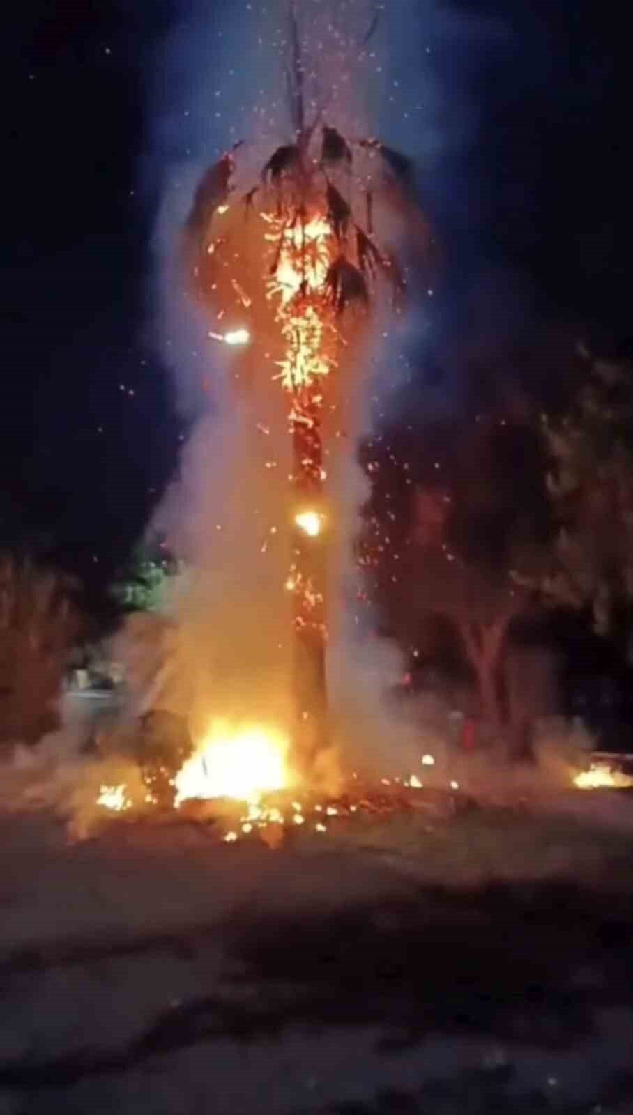 Mardin'in Kızıltepe ilçesinde, 15 yıllık bir palmiye ağacı, kimliği belirsiz