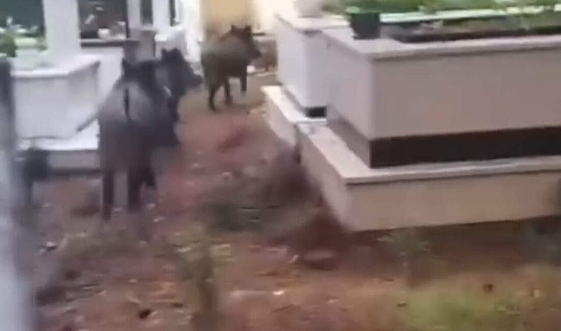 Marmaris'te yaban domuzu sorunu büyüyor; mezarlıklar da tehlike altında. Ekiplerin
