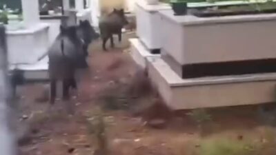 Marmaris'te yaban domuzu sorunu büyüyor; mezarlıklar da tehlike altında. Ekiplerin