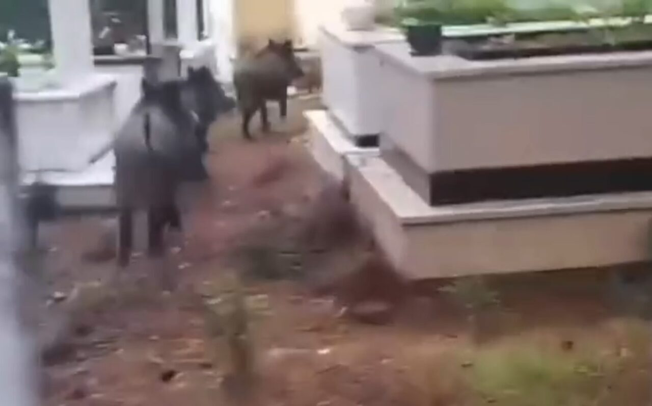 Marmaris’te Yaban Domuzu Sorunu Mezarlıklara Kadar Ulaştı, Vatandaşlar Çözüm Bekliyor